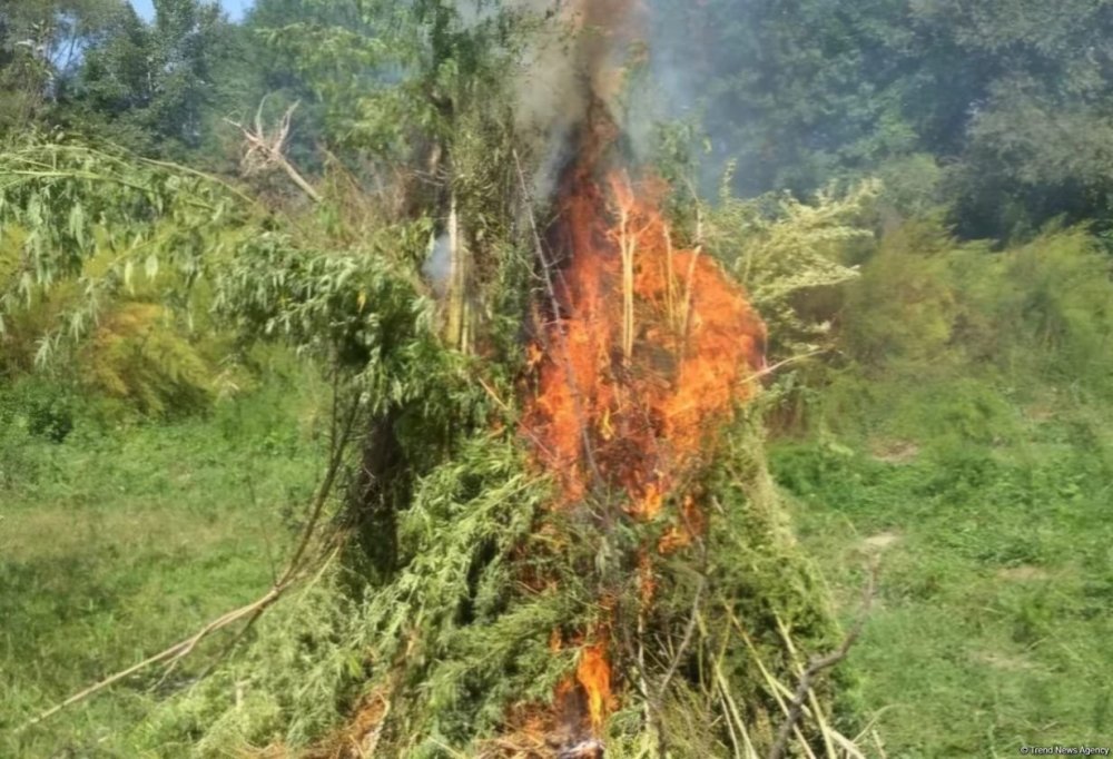 Zengilanda 1 tona yaxin yabani cetene bitkisi mehv edilib