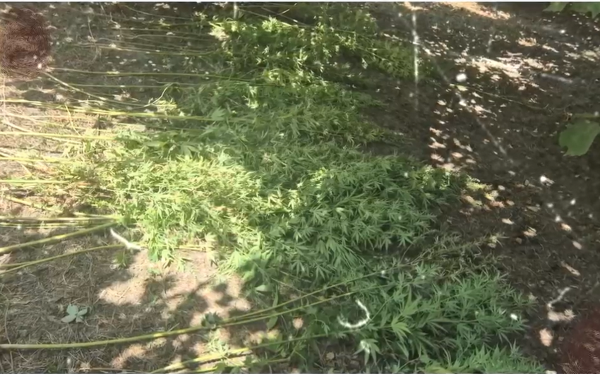 Qebelede findiq baginda cetene kolu yetisdirmekde teqsirlendirilen sexs hebs olunub