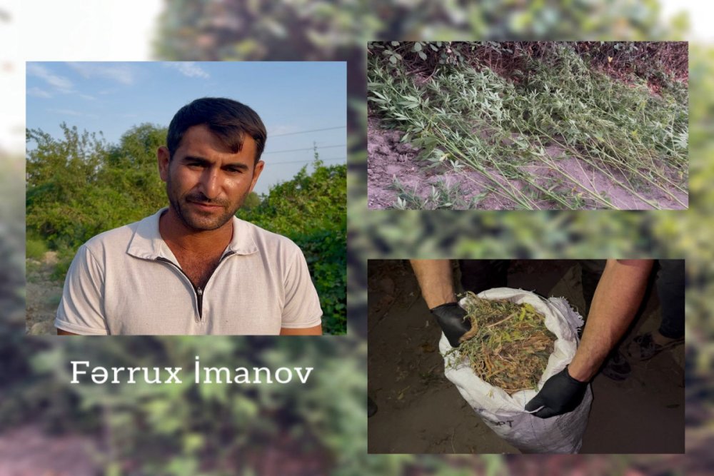 Kurun sahilinde xususi tunel hazirlayaraq cetene bitkisi yetisdiren sexs saxlanilib - VIDEO