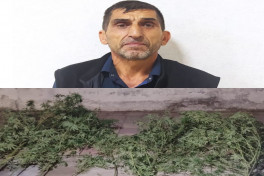 Sabranda heyetinde narkotik bitki yetisdiren sexs tutulub