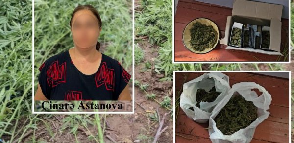 Saatlida cetene kollarinin kultivasiyasini teskil eden qadin saxlanildi