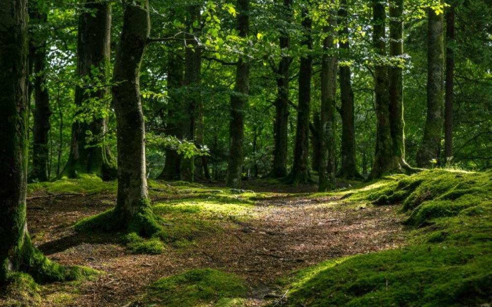 Kelbecer, Lacin, Agdere ve Xocalini ehate eden yeni milli parkin ilkin xeritesi hazirlanib