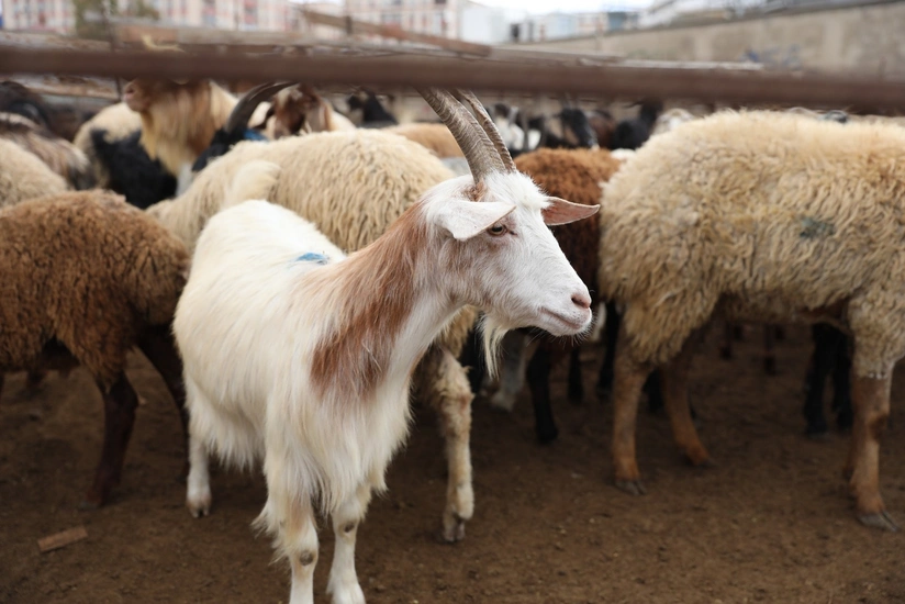 AQTA: Heyvan bazarlarinin fealiyyeti yenidenqurma islerinden sonra berpa olunacaq