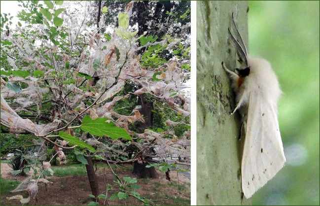 Amerika ag kepeneyinin yayilmasinin qarsisinin alinmasi zeruridir - AQTA