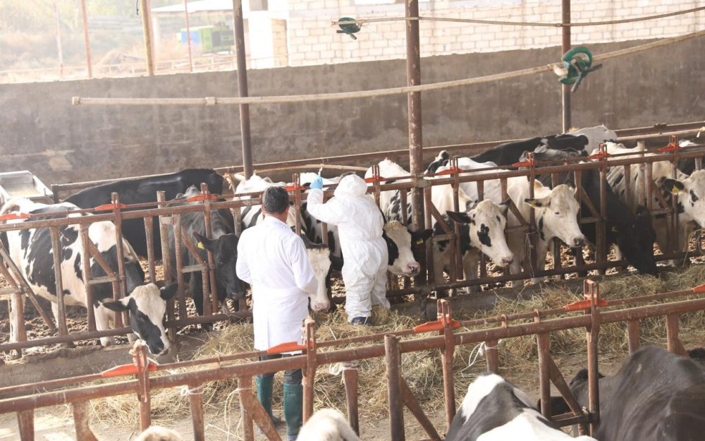 Dabaq xesteliyinin SAT-1 serotipi uzre peyvendleme islerine baslanilib