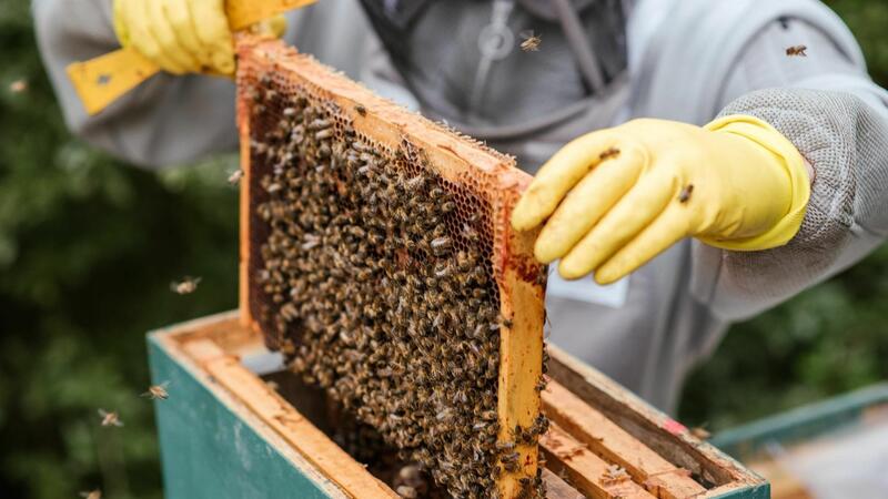 “Bal arisi cinslerinin ve populyasiyalarinin rayonlasdirilmasi Qaydasi”nda deyisiklik edildi
